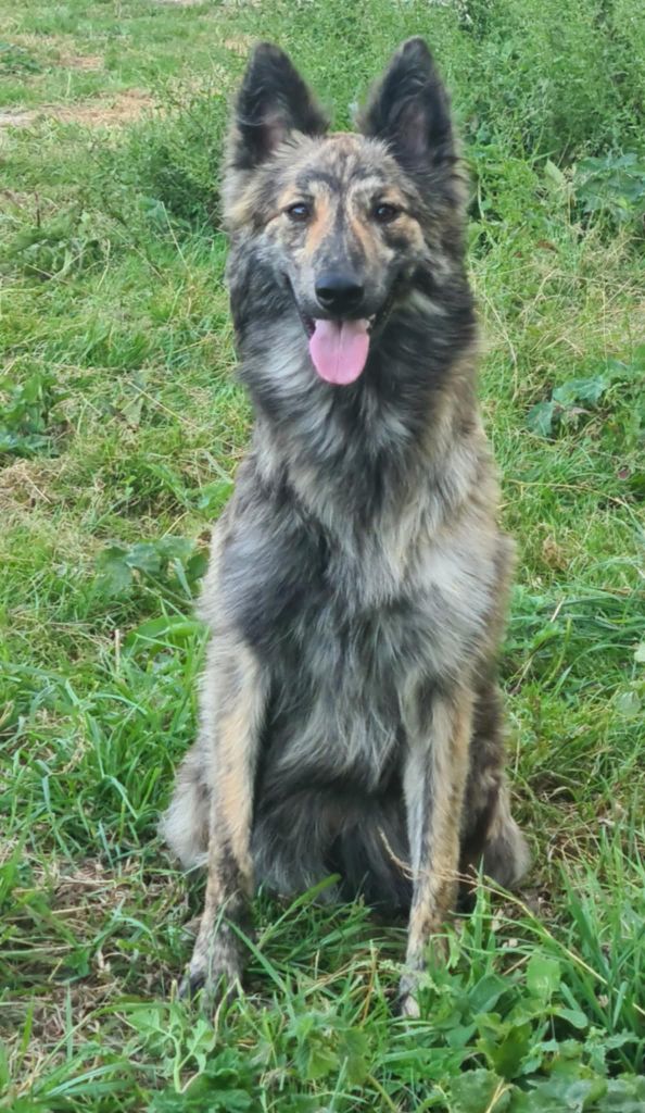 Publication : de Dame Midnight Auteur : Cnudde carole