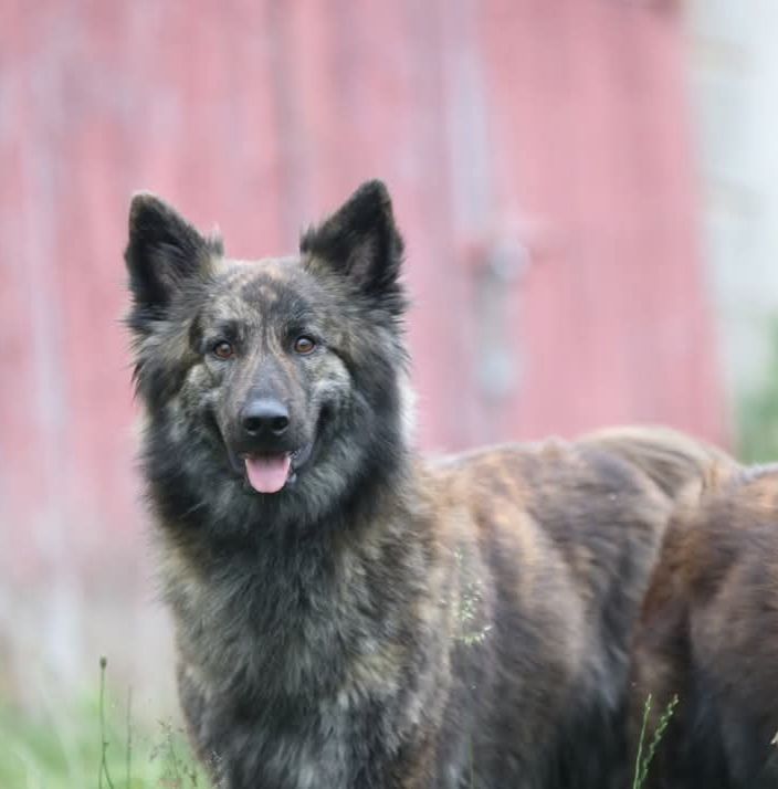 Publication : du domaine des Sphinx Noirs Auteur : AurÃ©lie Marty 