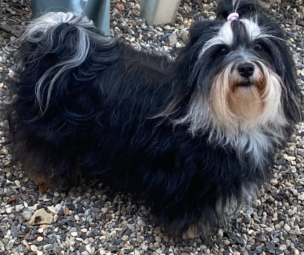 Publication : Las Joyas Del Sol 