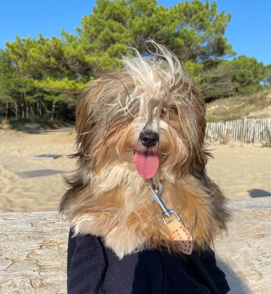 Publication : Du Souffle Des Alizés