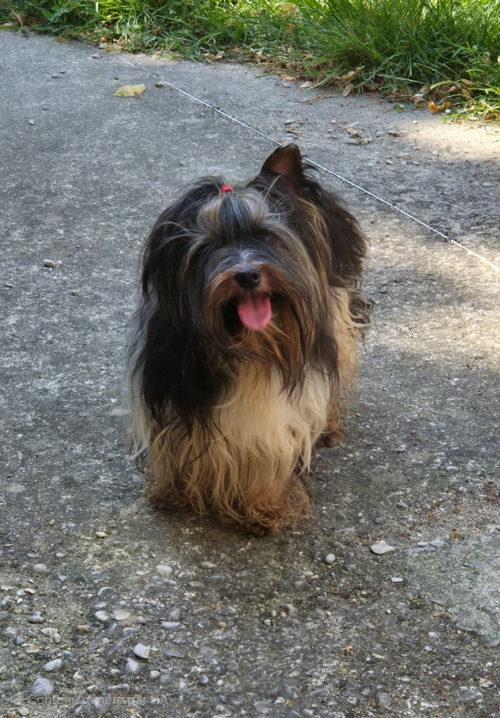 Publication : De La Tanière Des Adhemars 