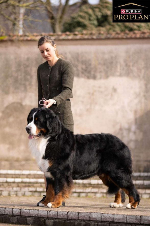 Publication : D'Ainhoa Auteur : Bonnenfant Yann