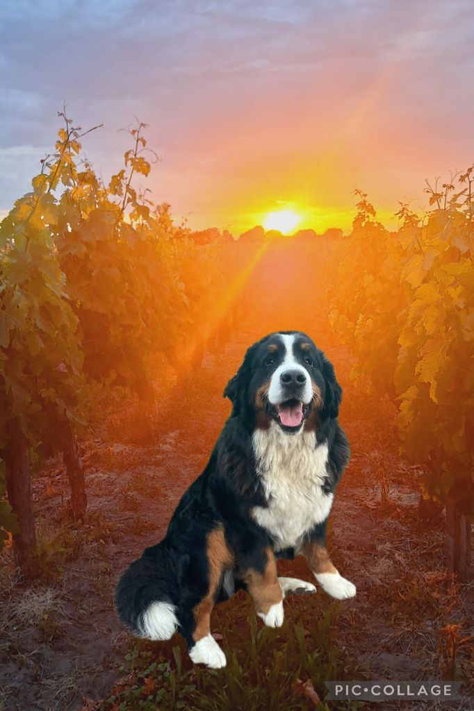 Publication : De La Baie De La Mancha 