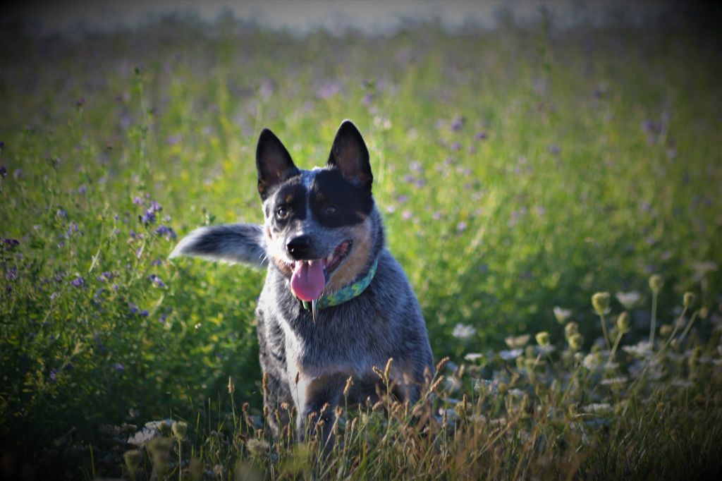 Publication : Cerbères D'argent Auteur : Pow'line