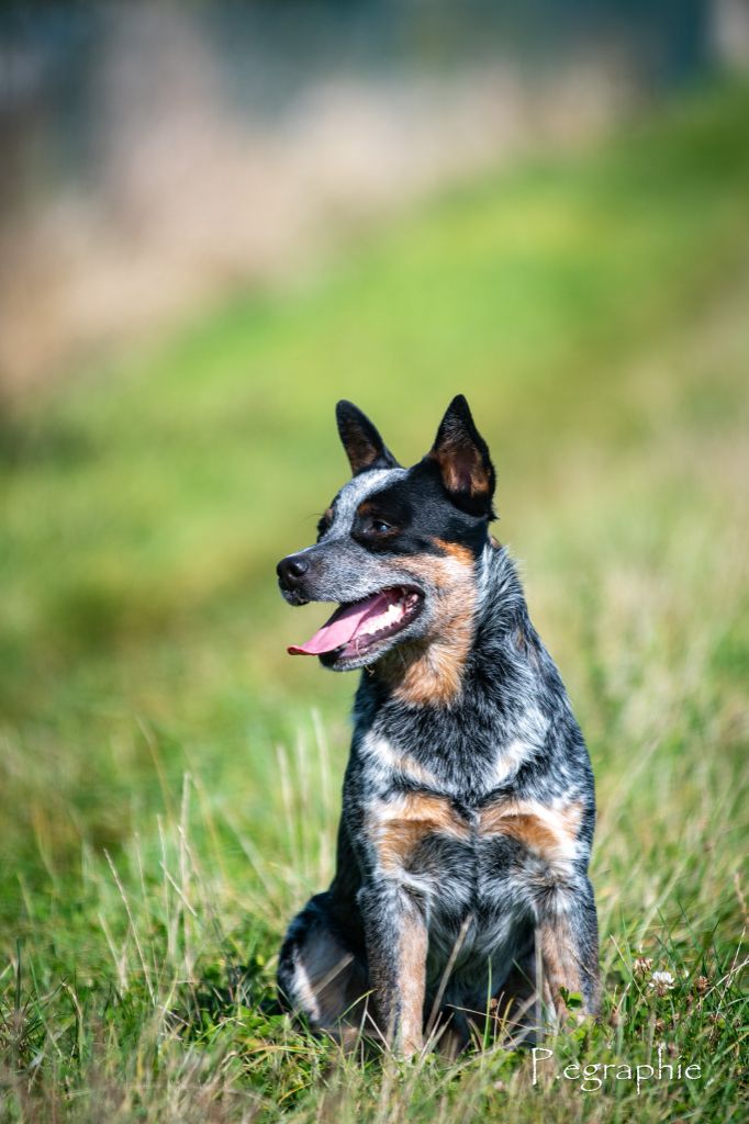 Publication : Cerbères D'argent Auteur : P.egraphie