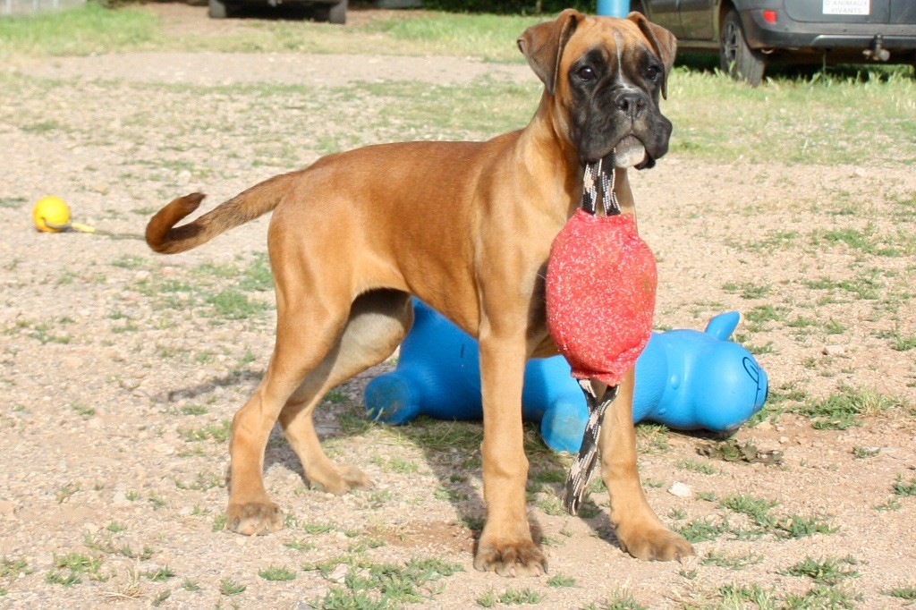 Publication : du rocher de saphir 