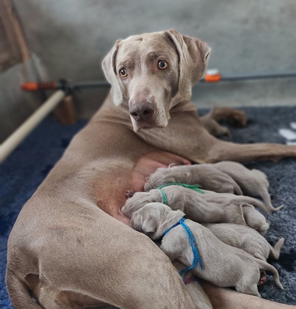 Publication : De Kastel Geron Auteur : Gilles LE CALVEZ