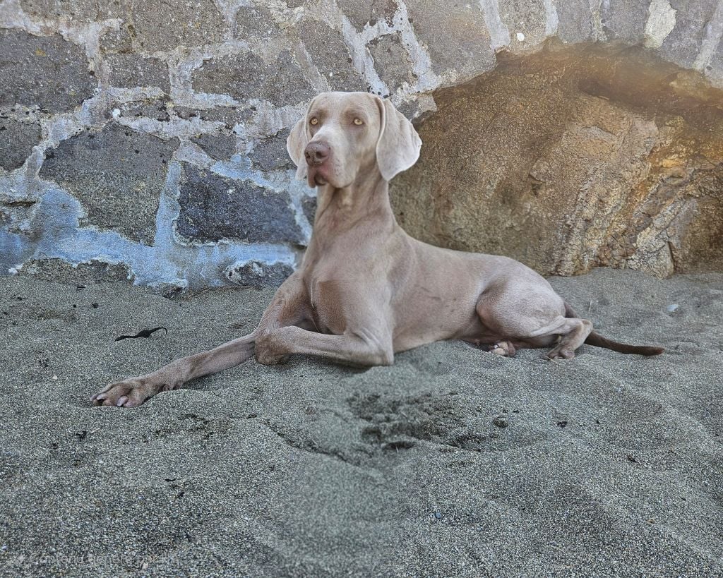 Publication : De gray ghost' de la chevalerie 