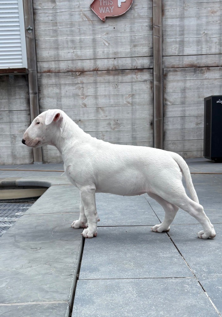 Publication : Only Bull Go To Heaven Auteur : Zoe Albert