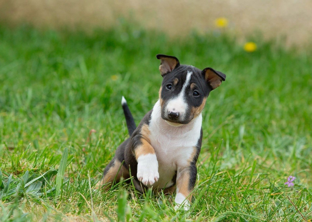 Publication : Des Minis De Ryosie 