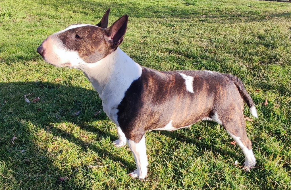 Publication : du Whoochymerry Camp Auteur : Vincent Maire