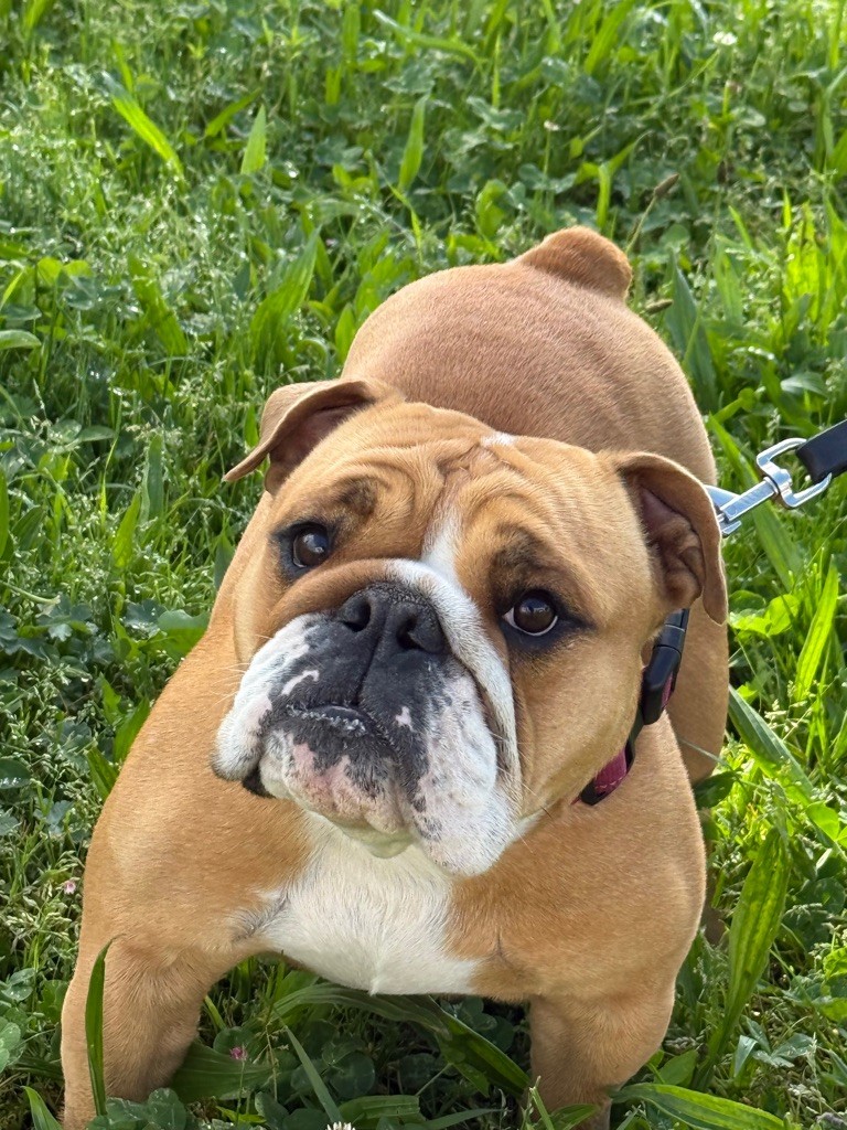 Publication : Du Manoir De Fahrstar 