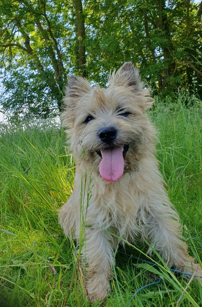 Publication : des feux follets de la pataudière