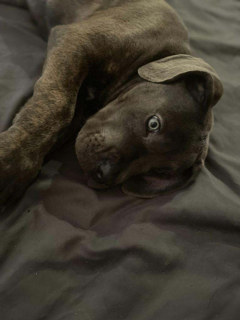 Publication : L'Olympe Des Sentinelles Et Des Cerberes 