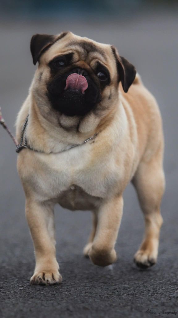 Publication : du Val de L'enchanteur 