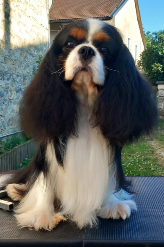 Publication : Du Souvenir Des Dicks 