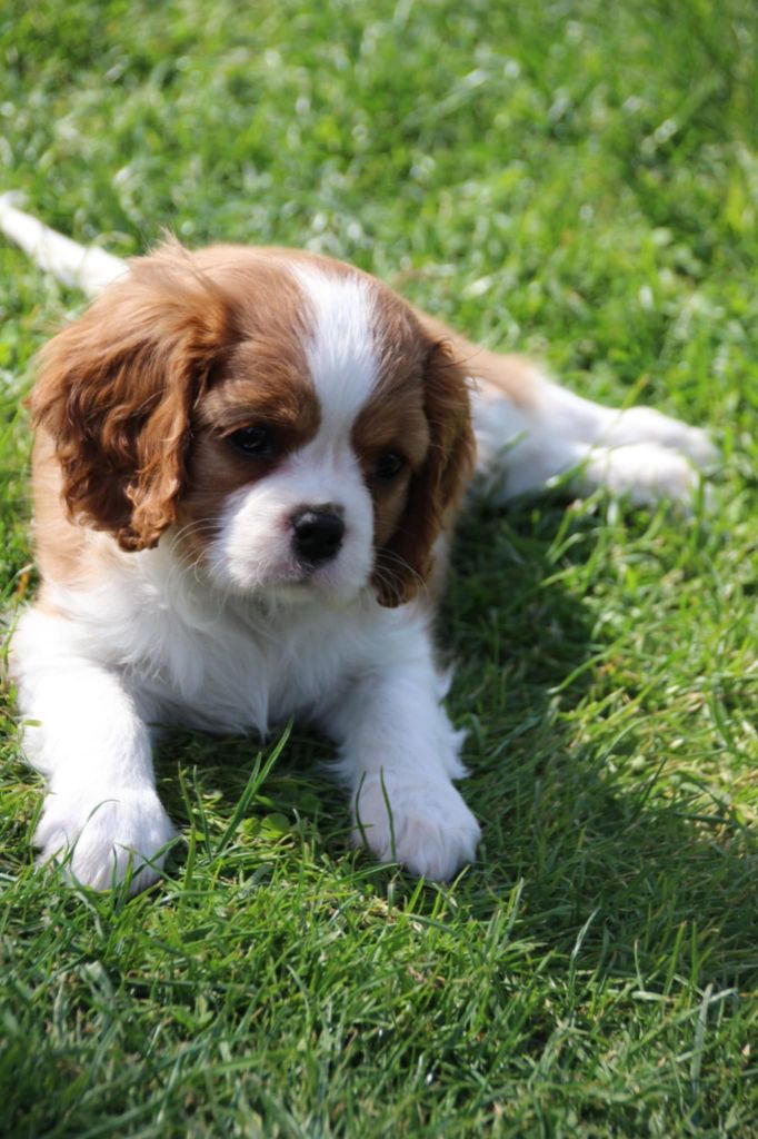 Publication : De La Vallée Des Fayts