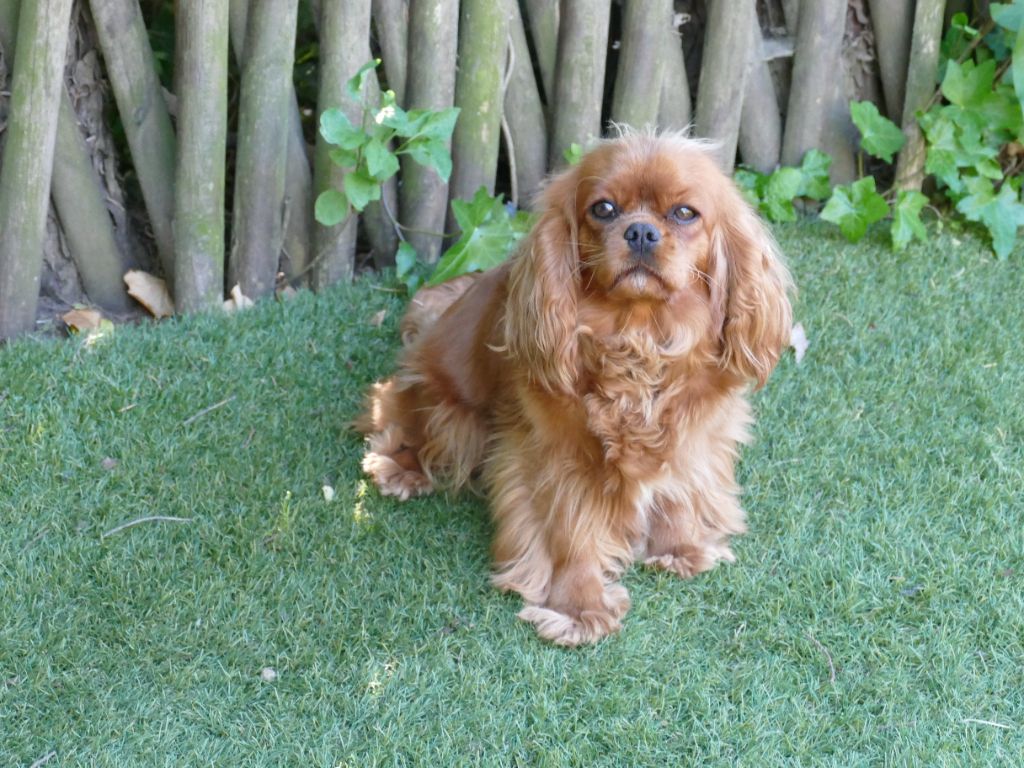 Publication : Du Temps Des Amazones Auteur : CLOE RIBOT