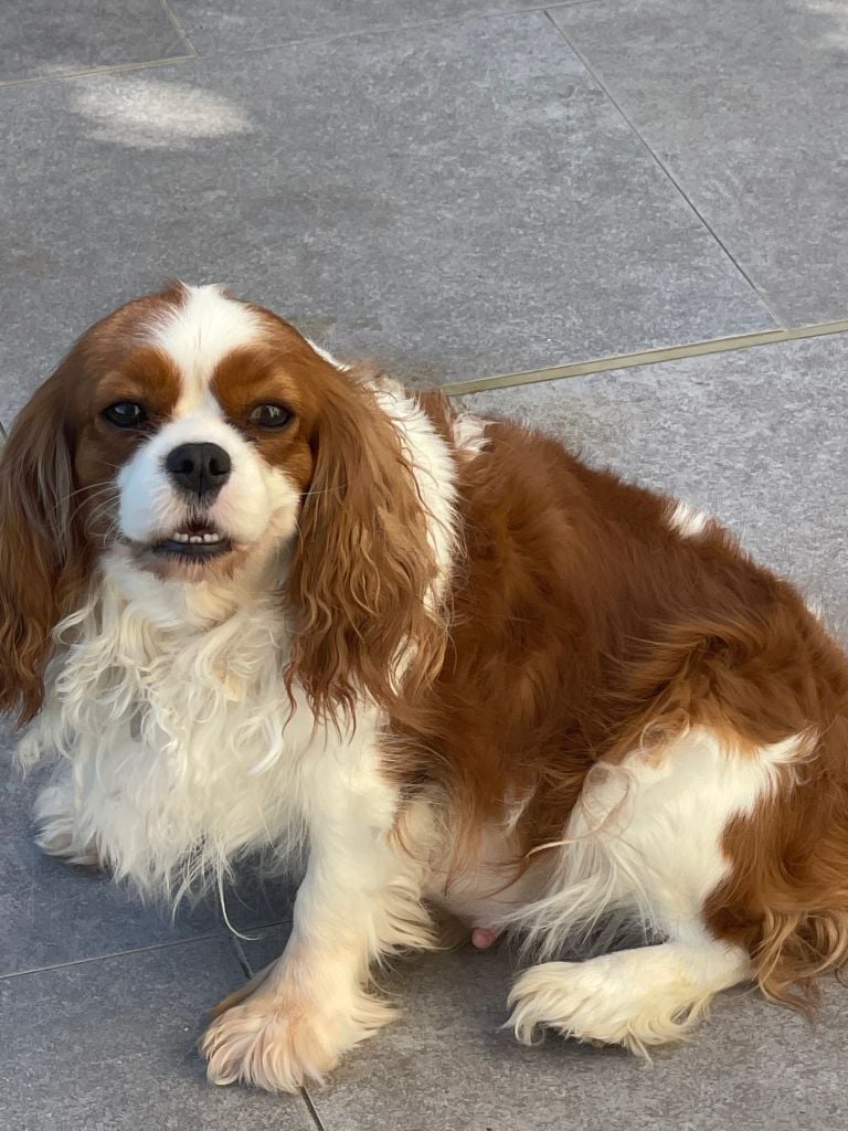 Publication : Clarival Auteur : Pascal Dorinet