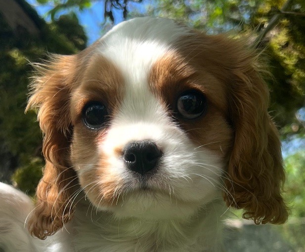 Publication : Cavilove 