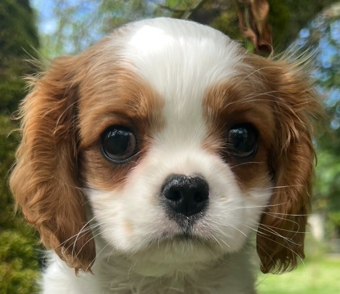 Publication : Cavilove 