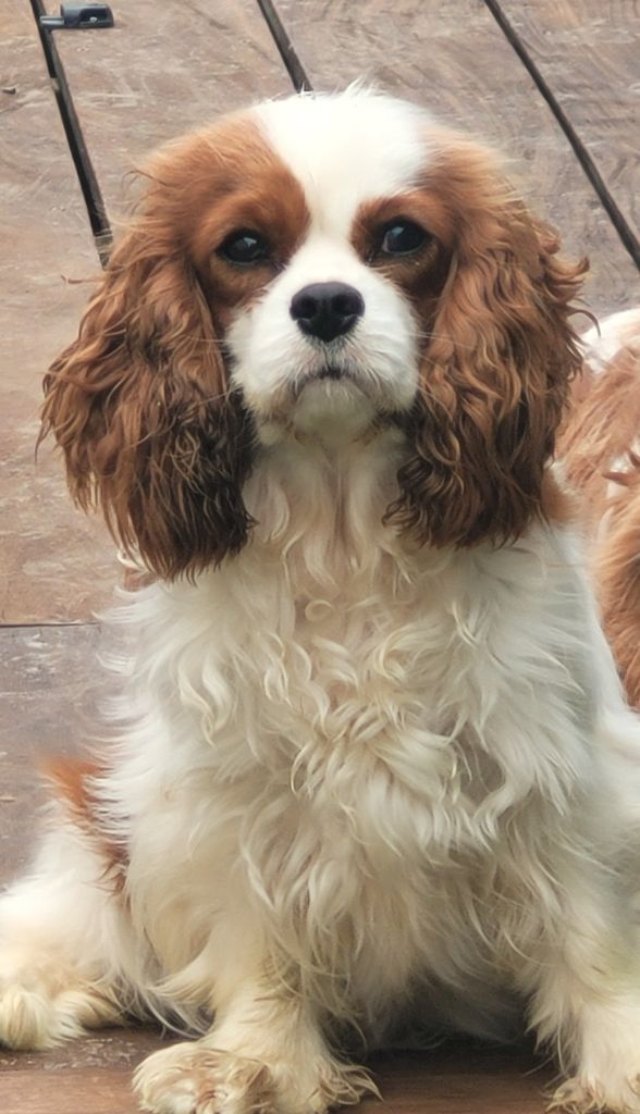 Publication : du domaine du grand saule Auteur : Chouteau lilian