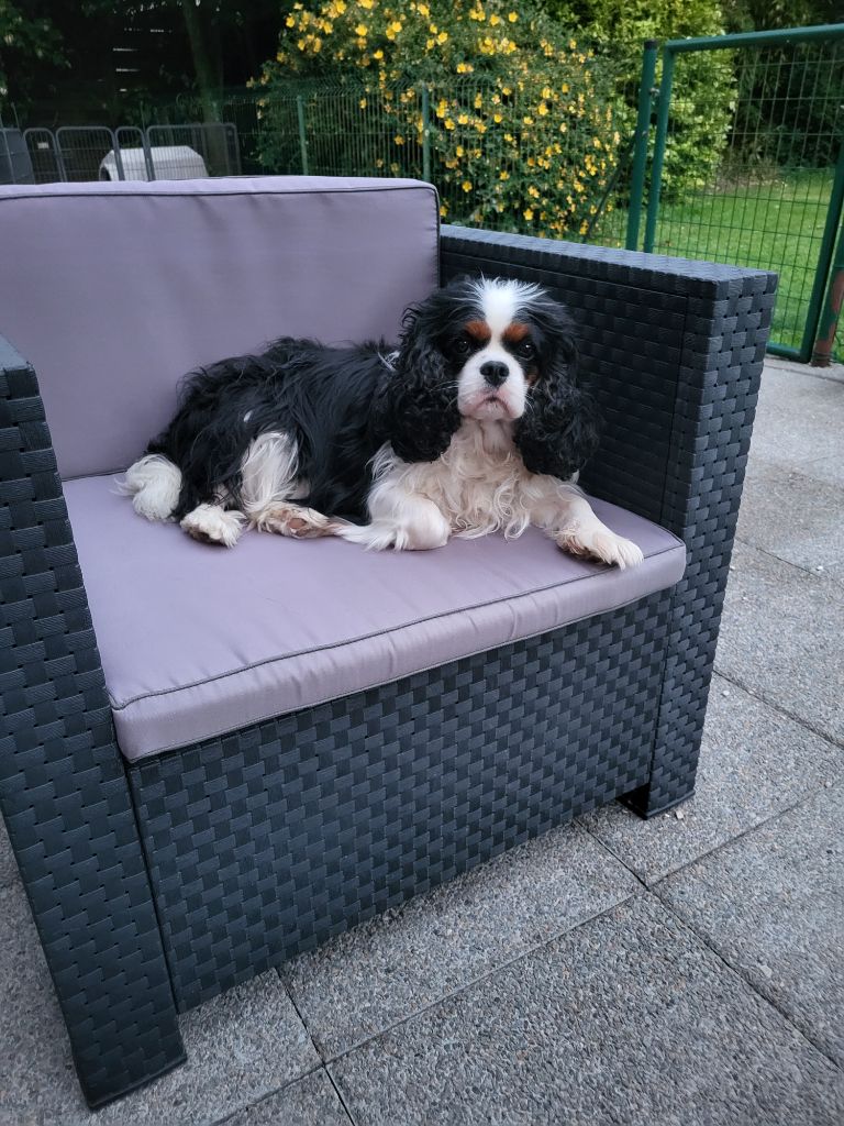 Publication : du domaine de machrisor 