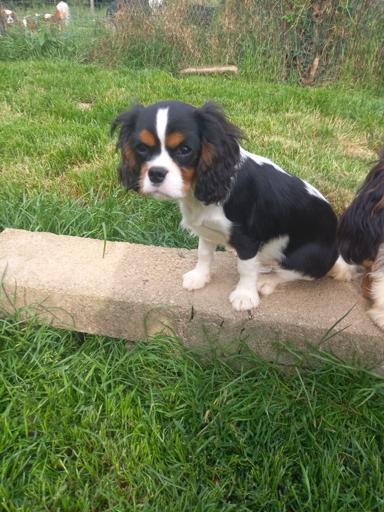 Publication : du logis des harfangs 