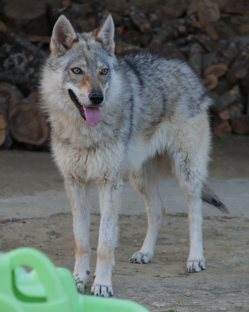 Publication : Du Domaine De Ragnarok Auteur : Landais Anthony