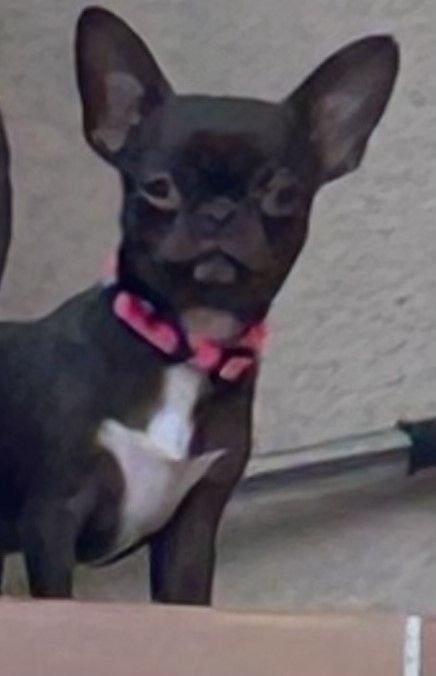 Publication : De Lambrouisse