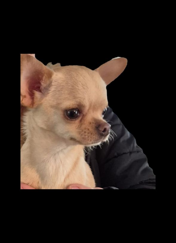 Publication : De L'Hacienda Del Perro 