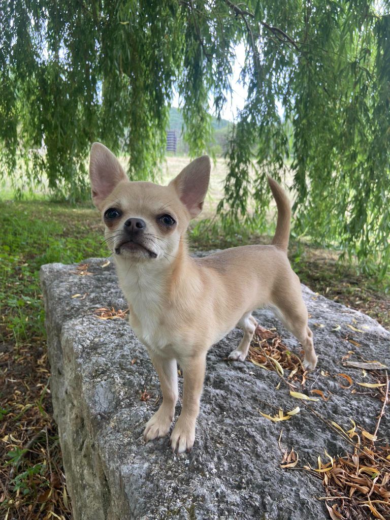 Publication : Of Eyden Cashmere 