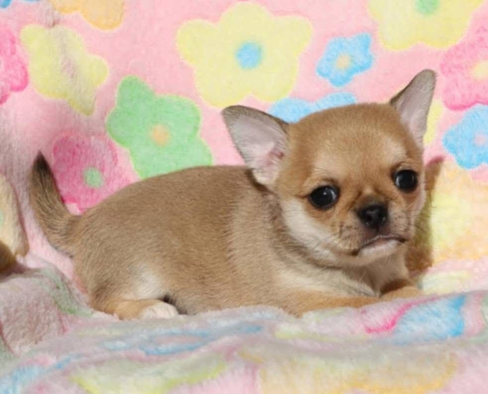 Publication : Voxel Ux Auteur : Voxel Ux