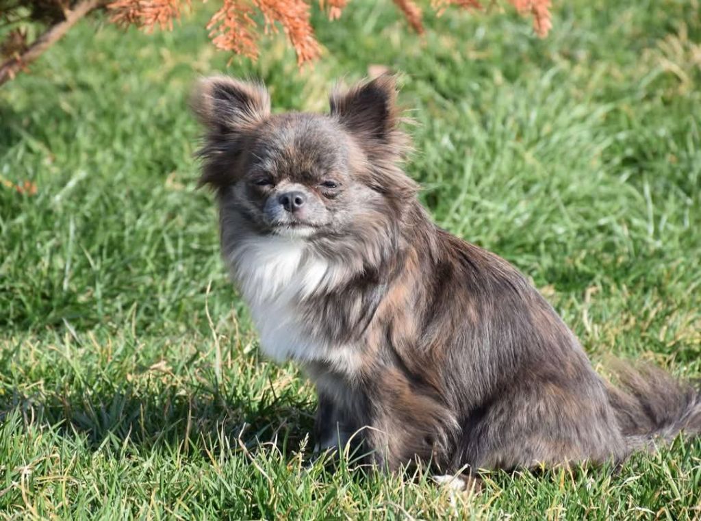 Publication : Blue Dance Auteur : Caroline fortemps 