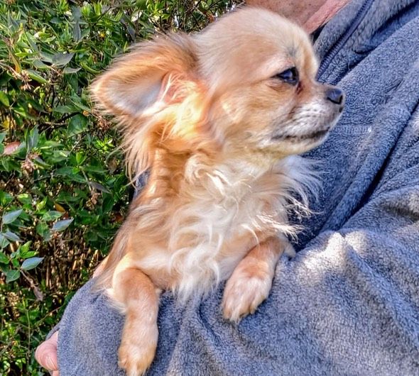 Publication : De L'Hacienda Del Perro 