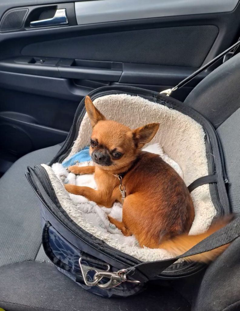 Publication : De L'Hacienda Del Perro 