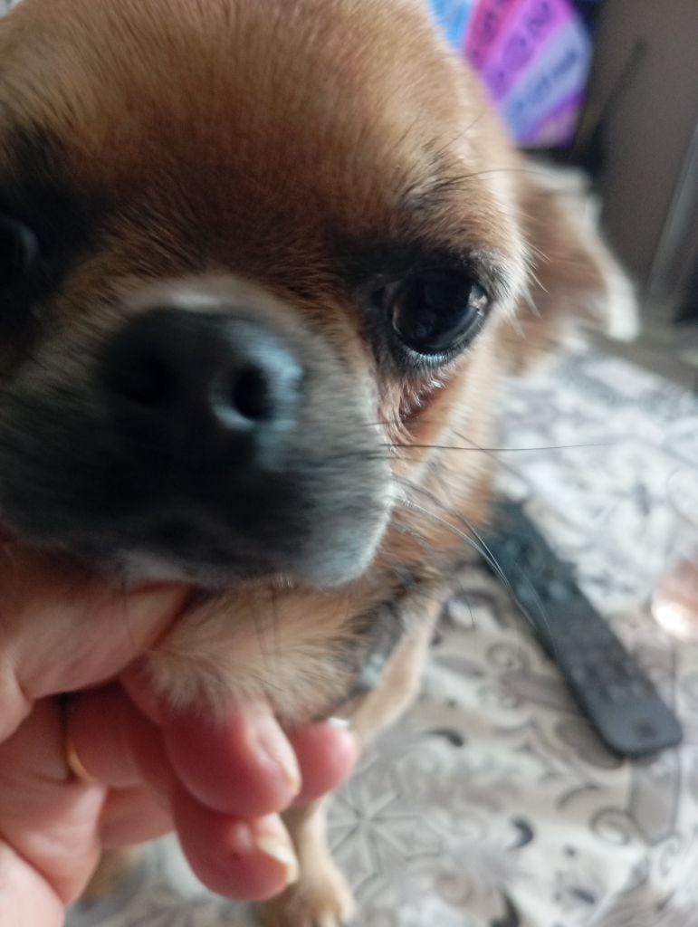 Publication : De L'Aurore Des Francyols Auteur : Patricia Viaud