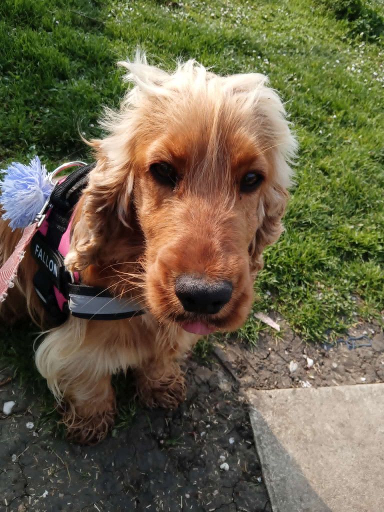 Publication : des Quatre Pierres Précieuses 