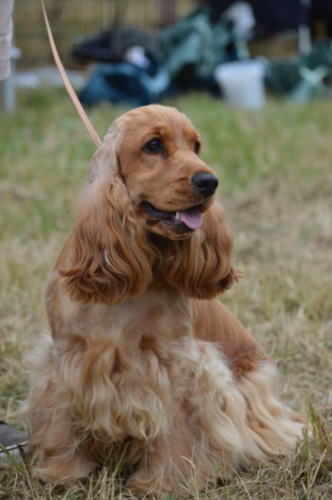 Publication : Des Rêves De Skadi Auteur : Mathilde POSTAIRE