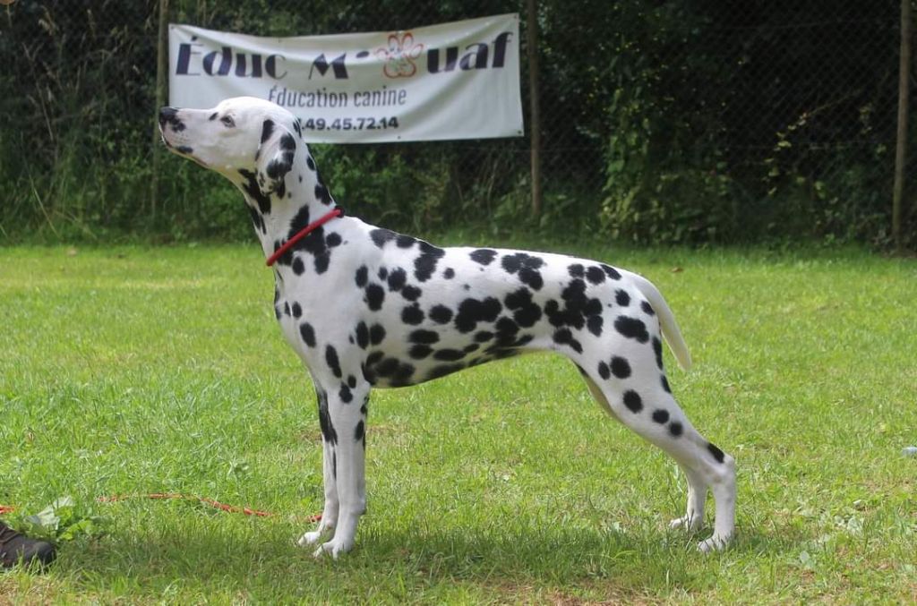 Publication : Hercule's Horcruxes 