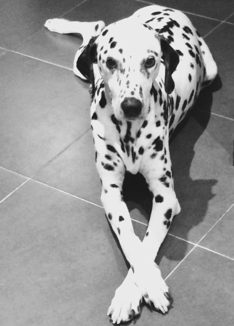 Publication : Sainte Victoire De Tara Auteur : nous