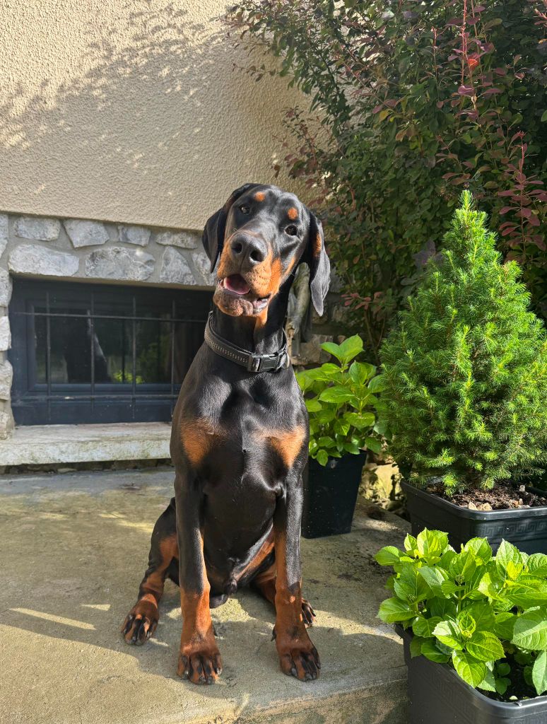 Publication : capax infiniti 