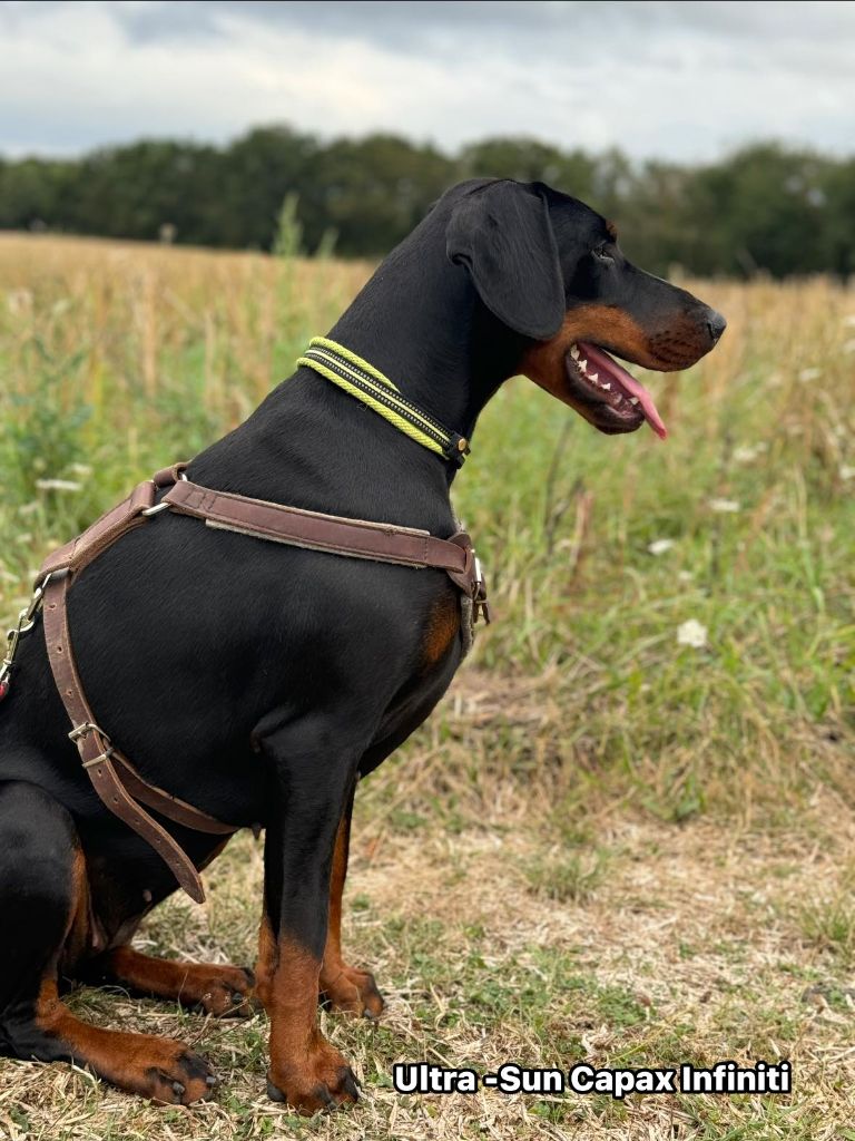 Publication : capax infiniti 