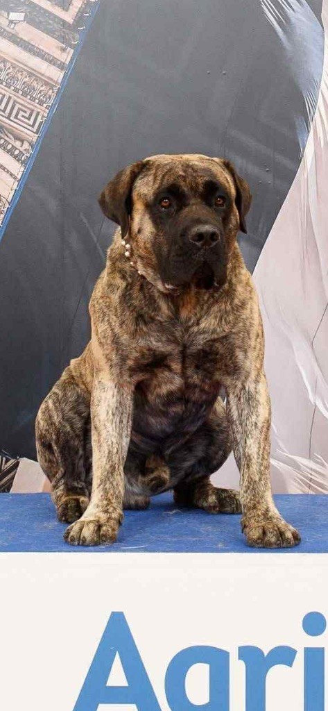 Publication : De La Fleur Des Îles Canaries 