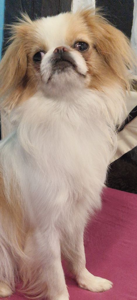 Publication : Des Nobles Frimousses 