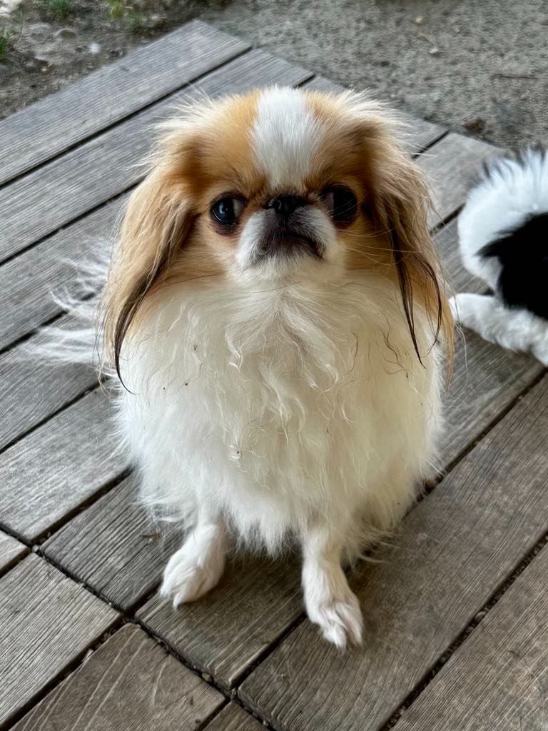 Publication : Des Nobles Frimousses 