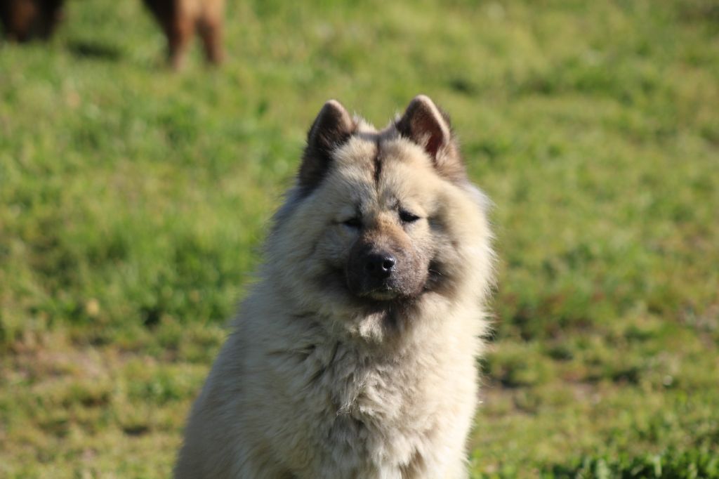 Publication : Du Domaine D'Alvheim