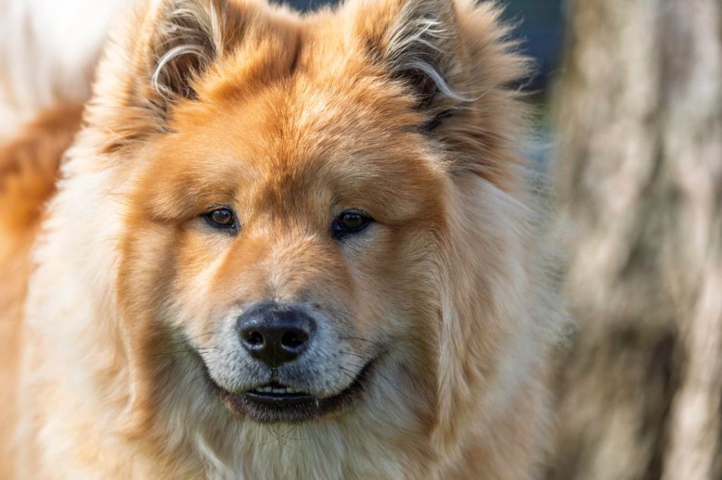 Publication : (Sans Affixe)