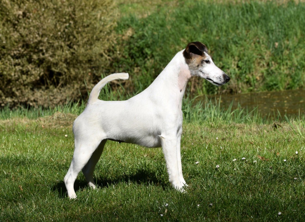 Publication : Fox Rebell Auteur : WITH BELFOX 