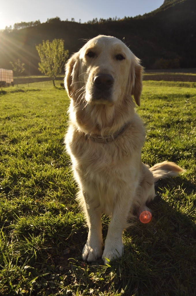 Publication : Du Domaine Des Terres Dioises